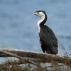 Kormoran pestry - Phalacrocorax varius - Pied Shag - karuhiruhi 4245